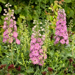 Delphinium 'Delgenius Juliette' - image 3