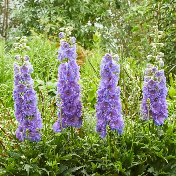 Picture Credit - Gootjes-AllPlant B.V.