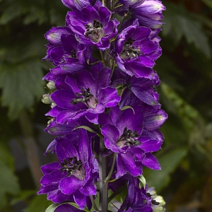 Delphinium 'Excalibur Dark Blue Black Bee' 1L