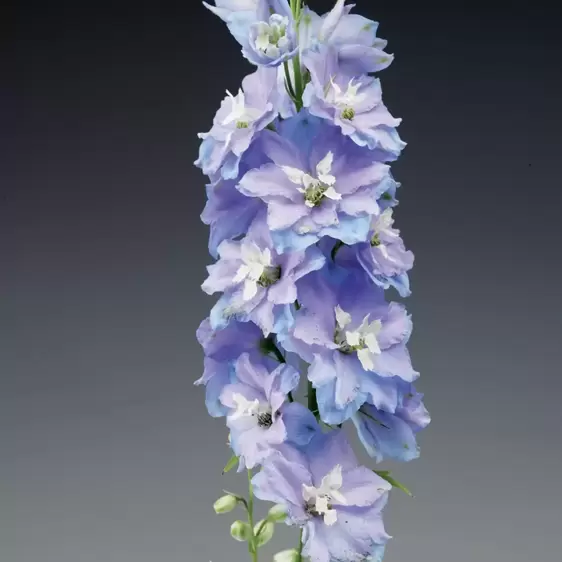 Delphinium 'Excalibur Light Blue' 1L