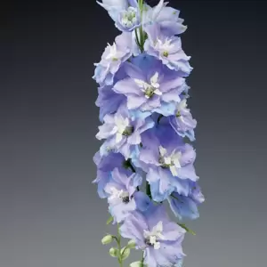 Delphinium 'Excalibur Light Blue' 1L