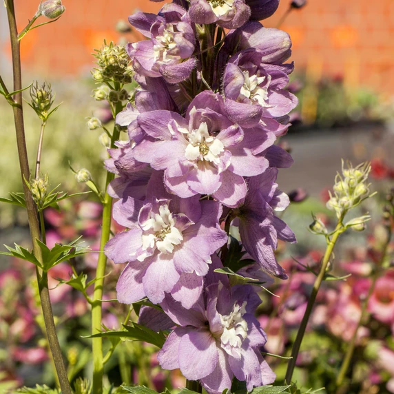 Delphinium 'Excalibur Pink'