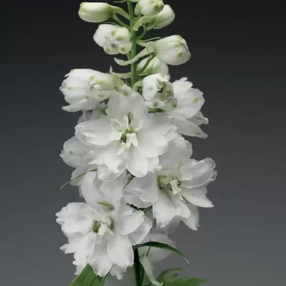 Delphinium 'Excalibur Pure White' 1L