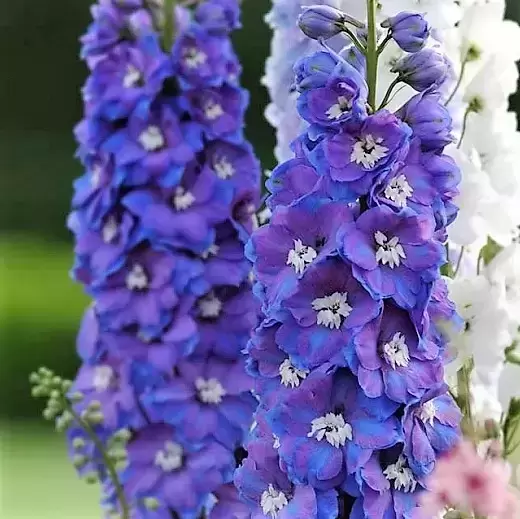 Delphinium 'Guardian Blue'