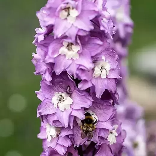 Delphinium 'Guardian Lavender'