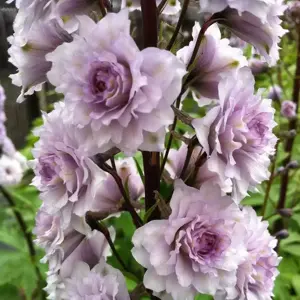 Delphinium Highlander 'Cha Cha'