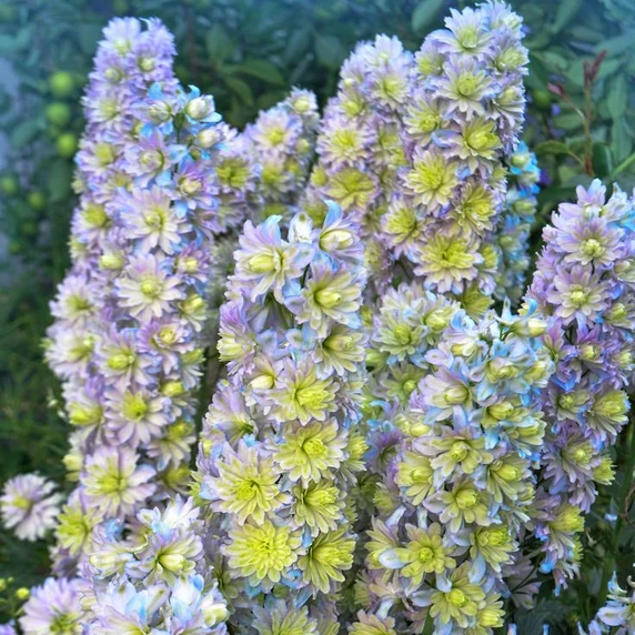 Image Credit: Pleasant View Gardens 