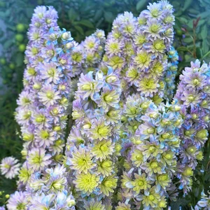 Image Credit: Pleasant View Gardens 