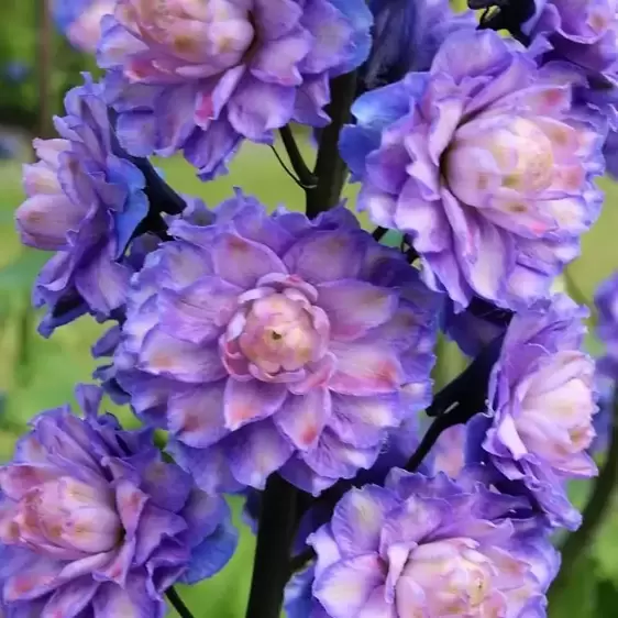 Delphinium Higlander 'Bolero' - image 1