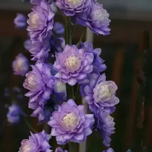 Delphinium Higlander 'Bolero' - image 2