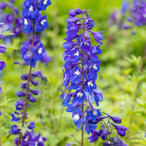 Delphinium 'King Arthur' 3L