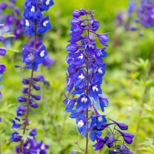 Delphinium 'King Arthur' 3L