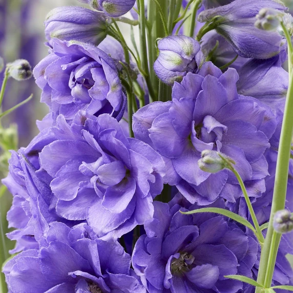 Image Credit: Walter Blom BV.