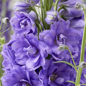 Image Credit: Walter Blom BV.