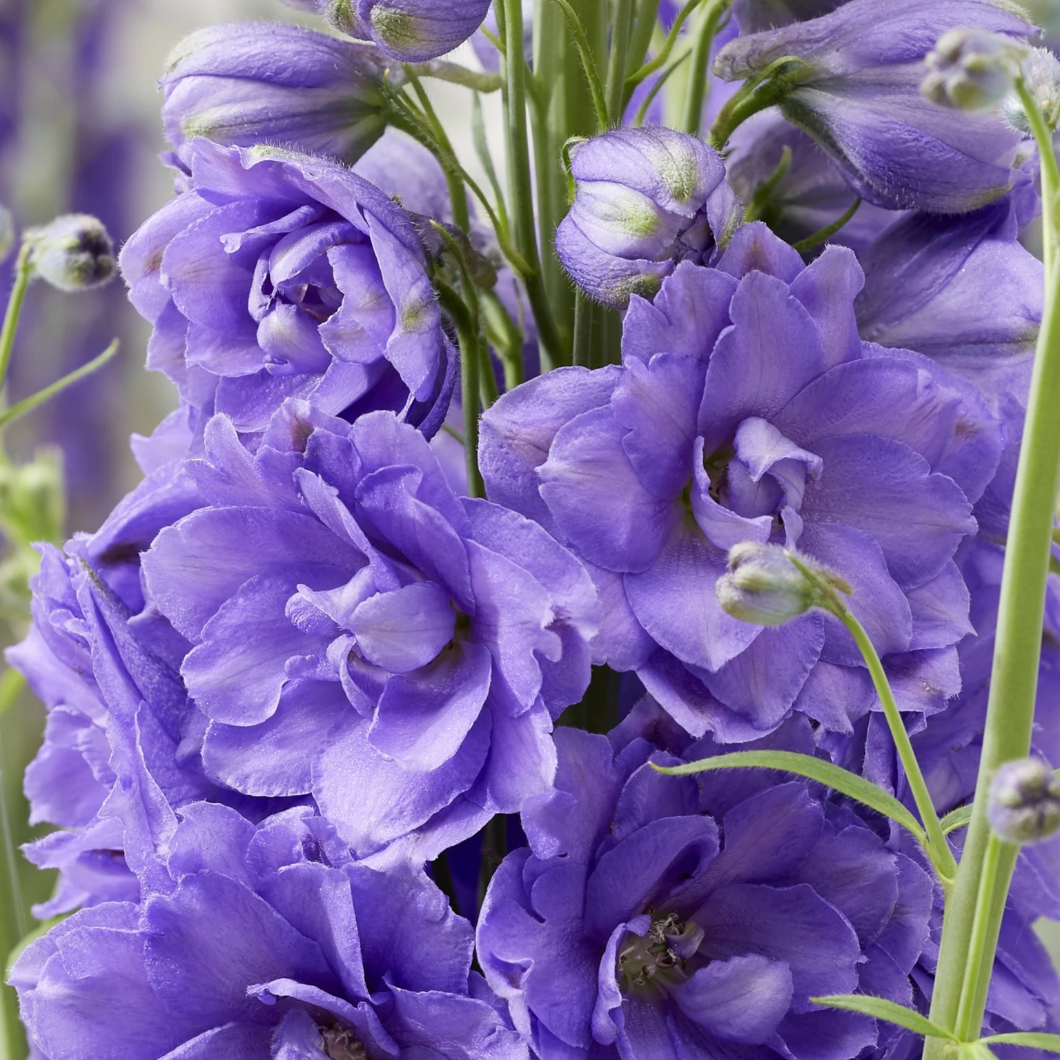Delphinium 'Mighty Atom' - Cowell's Garden Centre | Woolsington