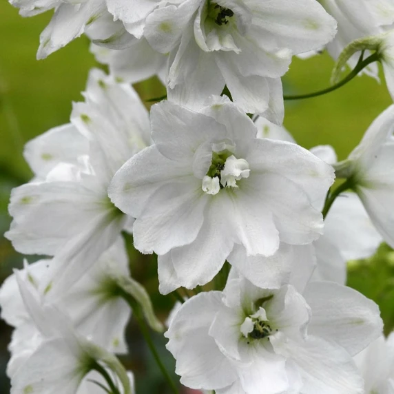 Delphinium 'Moonbeam' 3L