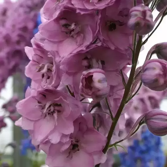 Delphinium New Millennium 'Dusky Maidens' 3L