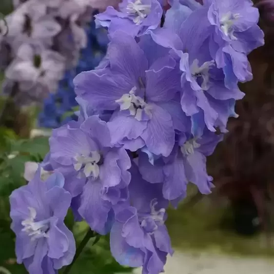 Delphinium New Millennium 'Morning Lights' 1L