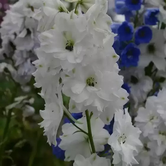Delphinium New Millennium Series 'Double Innocence' 1L