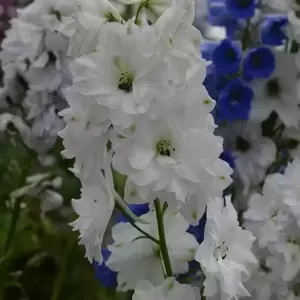 Delphinium New Millennium Series 'Double Innocence' 1L