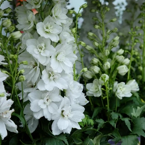 Delphinium 'Pixie Rocket Moon Rocket'