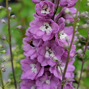 Delphinium 'Pixie Rocket Rose Rocket' - image 1