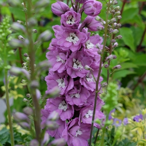 Delphinium 'Pixie Rocket Rose Rocket' - image 2