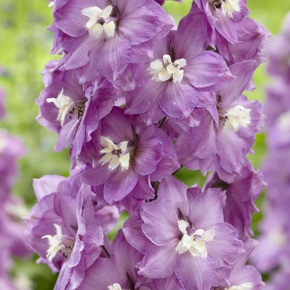 Image Credit: Walter Blom BV