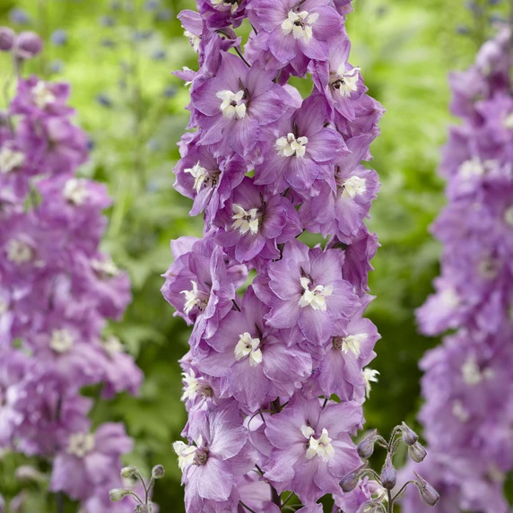 Image Credit: Walter Blom BV