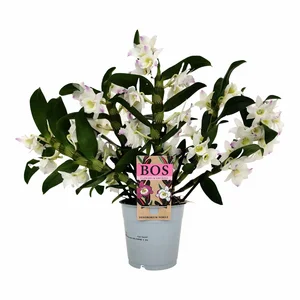 Dendrobium nobile 'Apollon' - image 2