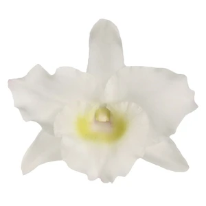 Dendrobium nobile 'Apollon' - image 2