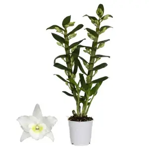 Dendrobium nobile 'Apollon' - image 2