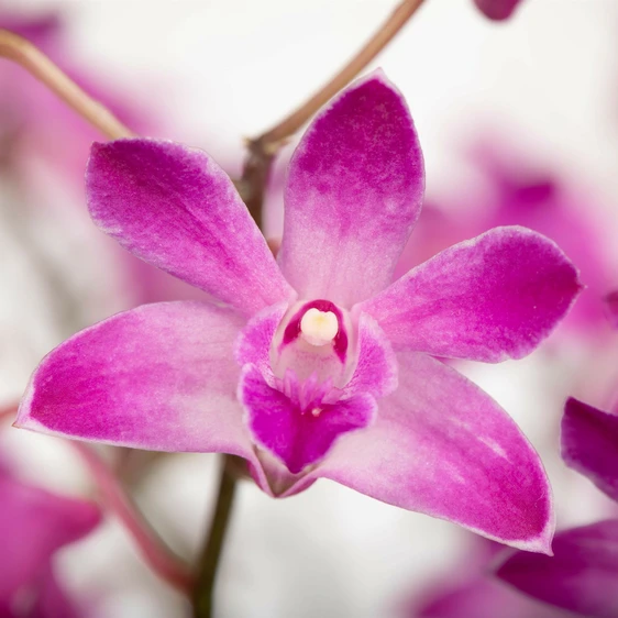 Dendrobium 'Berry Oda' - image 1