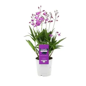 Dendrobium 'Berry Oda' - image 3