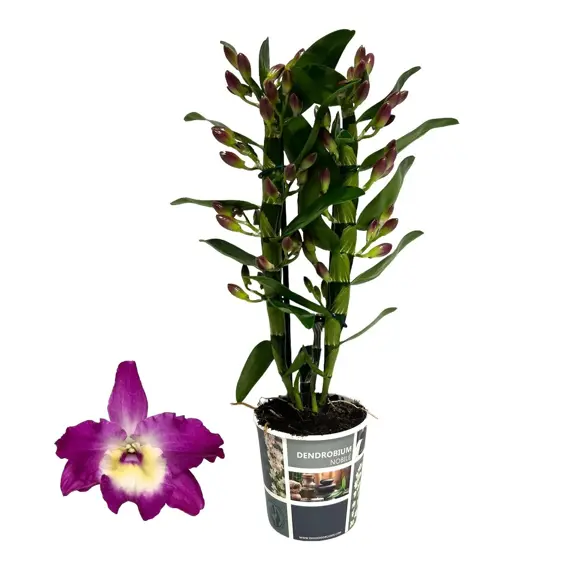 Picture Credit - Sa-Nook®