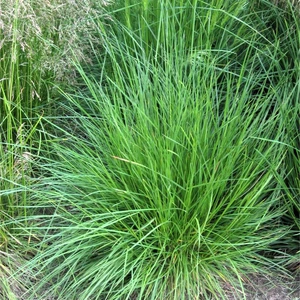 Deschampsia caespitosa