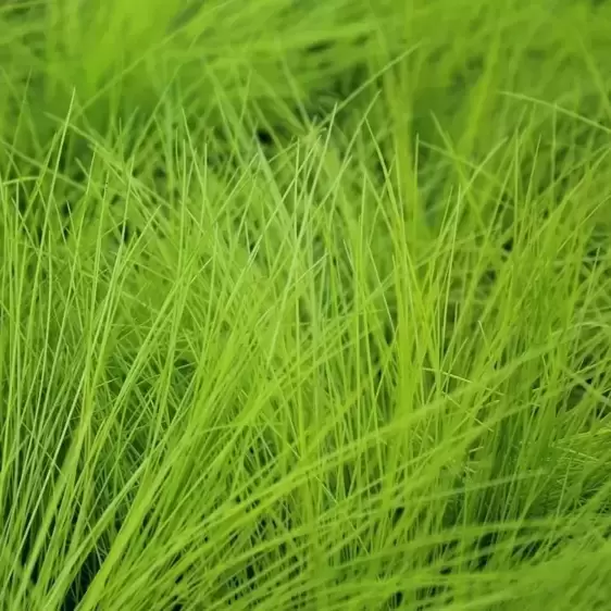 Deschampsia flexuosa 'AmiLime' 2L