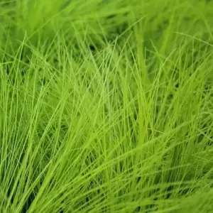 Deschampsia flexuosa 'AmiLime' 10.5cm - image 1