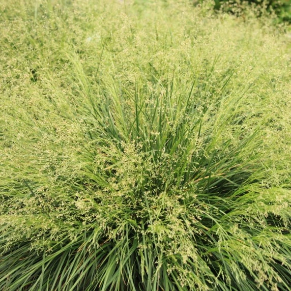 Deschampsia caespitosa 'Goldtau'