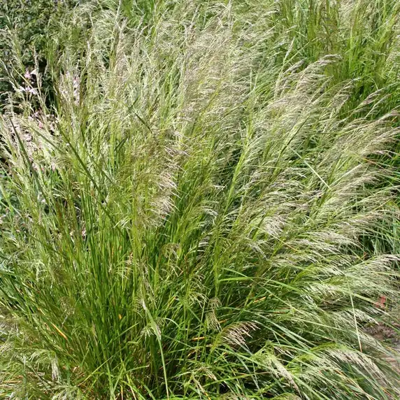 Deschampsia caespitosa 'Pixie Fountain' 2L - image 1