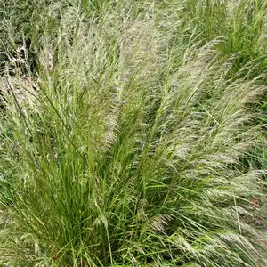 Deschampsia caespitosa 'Pixie Fountain' 2L - image 1