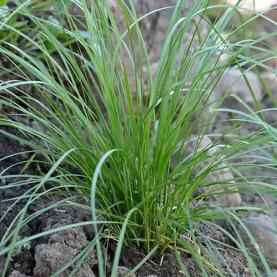 Deschampsia caespitosa 'Pixie Fountain' 2L - image 2