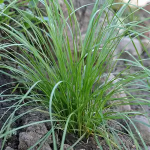 Deschampsia caespitosa 'Pixie Fountain' 2L - image 2