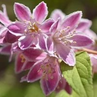 Deutzia