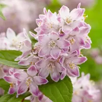 Deutzia
