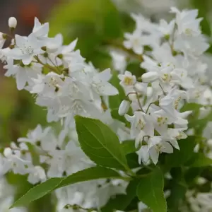 Deutzia crenata 'Nikko'