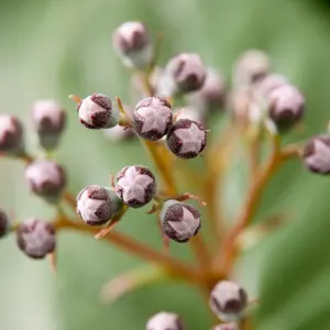 Deutzia 'Pink Cloud' - image 6