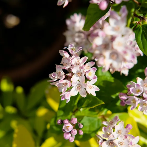 Deutzia 'Pink Cloud' - image 2