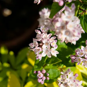 Deutzia 'Pink Cloud' - image 2