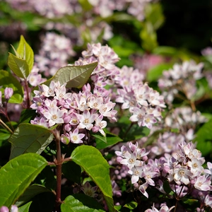 Deutzia 'Pink Cloud' - image 3